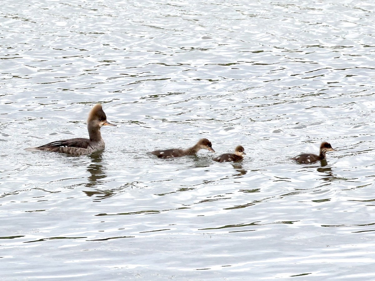 Hooded Merganser - ML458794121