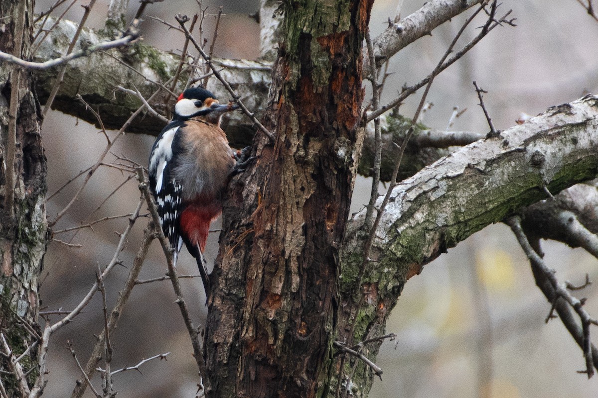 Great Spotted Woodpecker (poelzami) - ML458798321