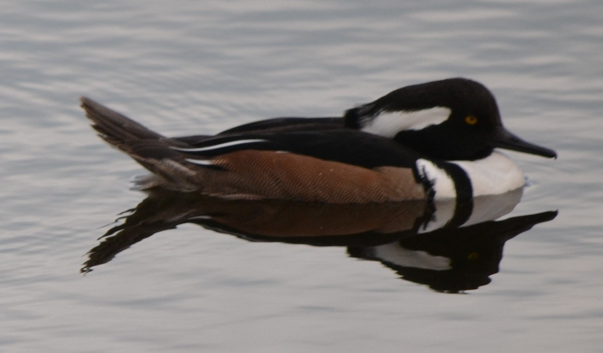 Hooded Merganser - ML45879871