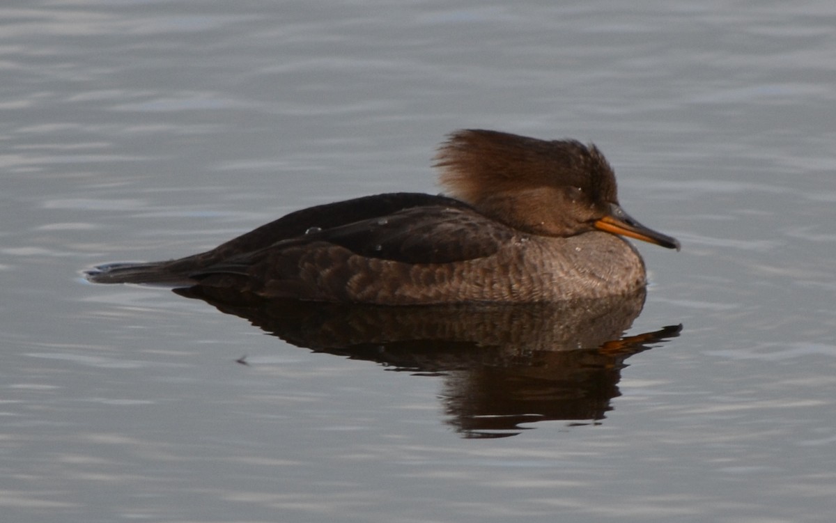 Hooded Merganser - Bill Uttenweiler