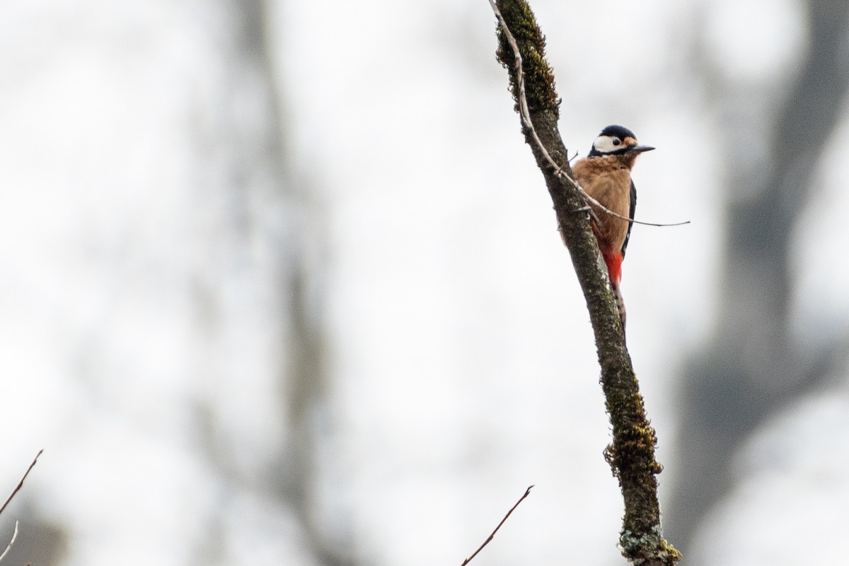 Great Spotted Woodpecker (poelzami) - Grigory Evtukh
