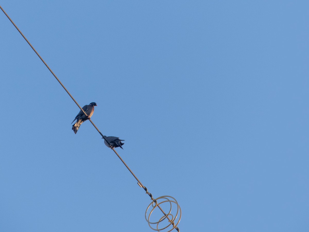 Common Wood-Pigeon - ML458798931