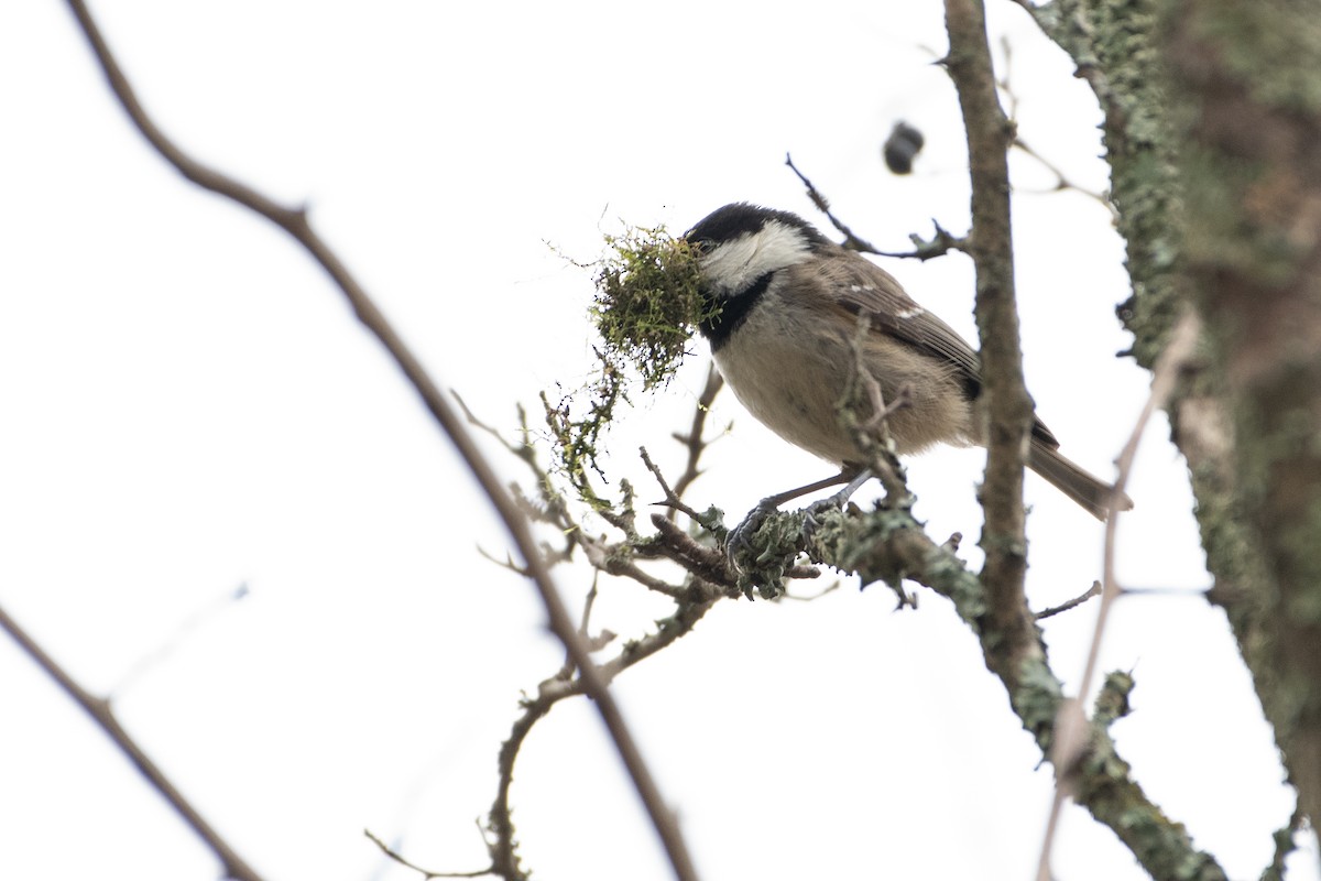 Coal Tit (Caucasus) - ML458799021