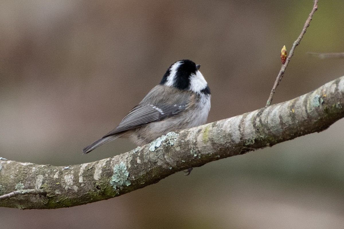 Coal Tit (Caucasus) - ML458799041