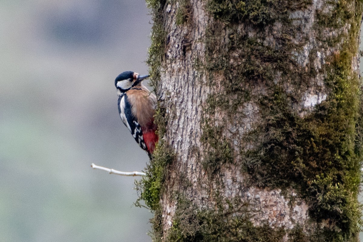 Great Spotted Woodpecker (poelzami) - ML458799271