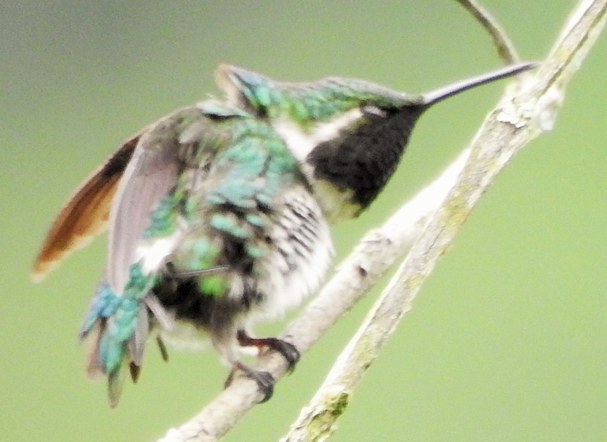 Colibrí de Esmeraldas - ML458800171