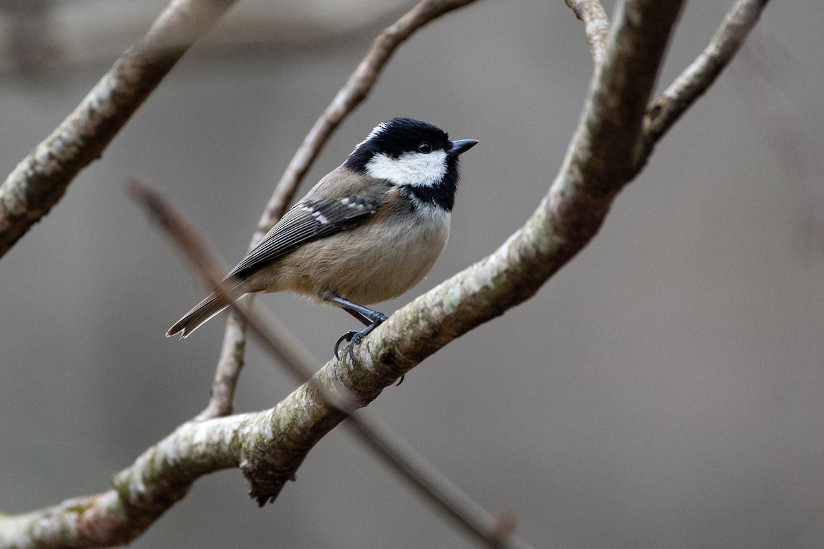 Coal Tit (Caucasus) - ML458800861