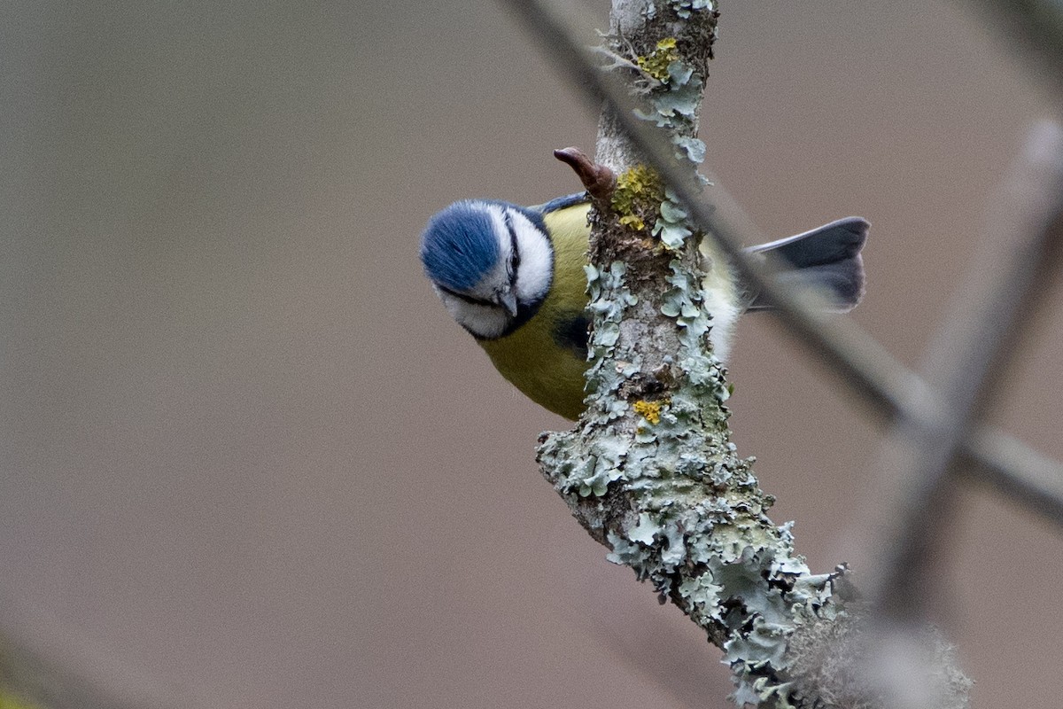 Eurasian Blue Tit - ML458801531