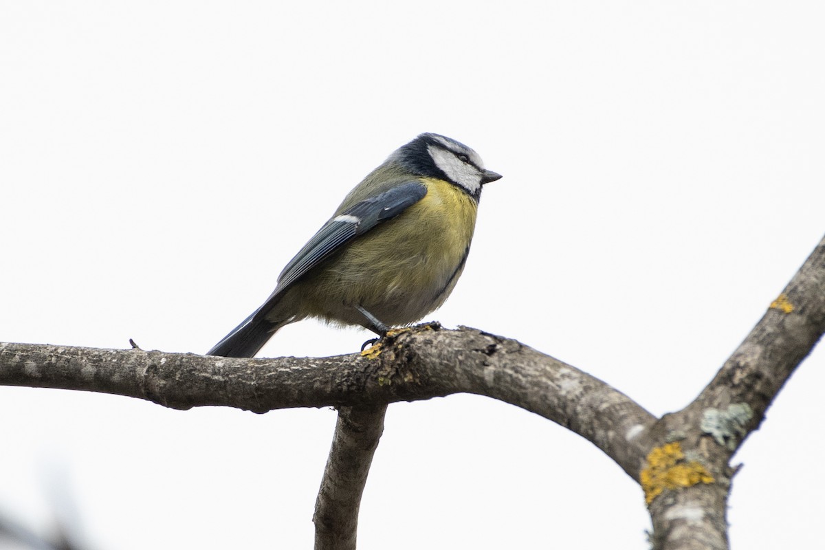 Eurasian Blue Tit - ML458801541