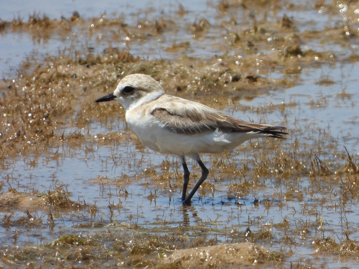 Kentish Plover - ML458801641