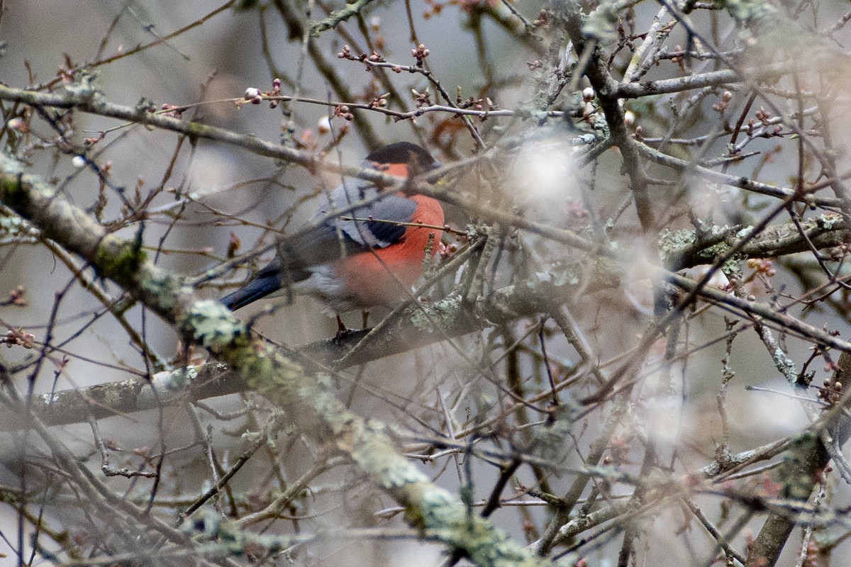 Eurasian Bullfinch - ML458801681