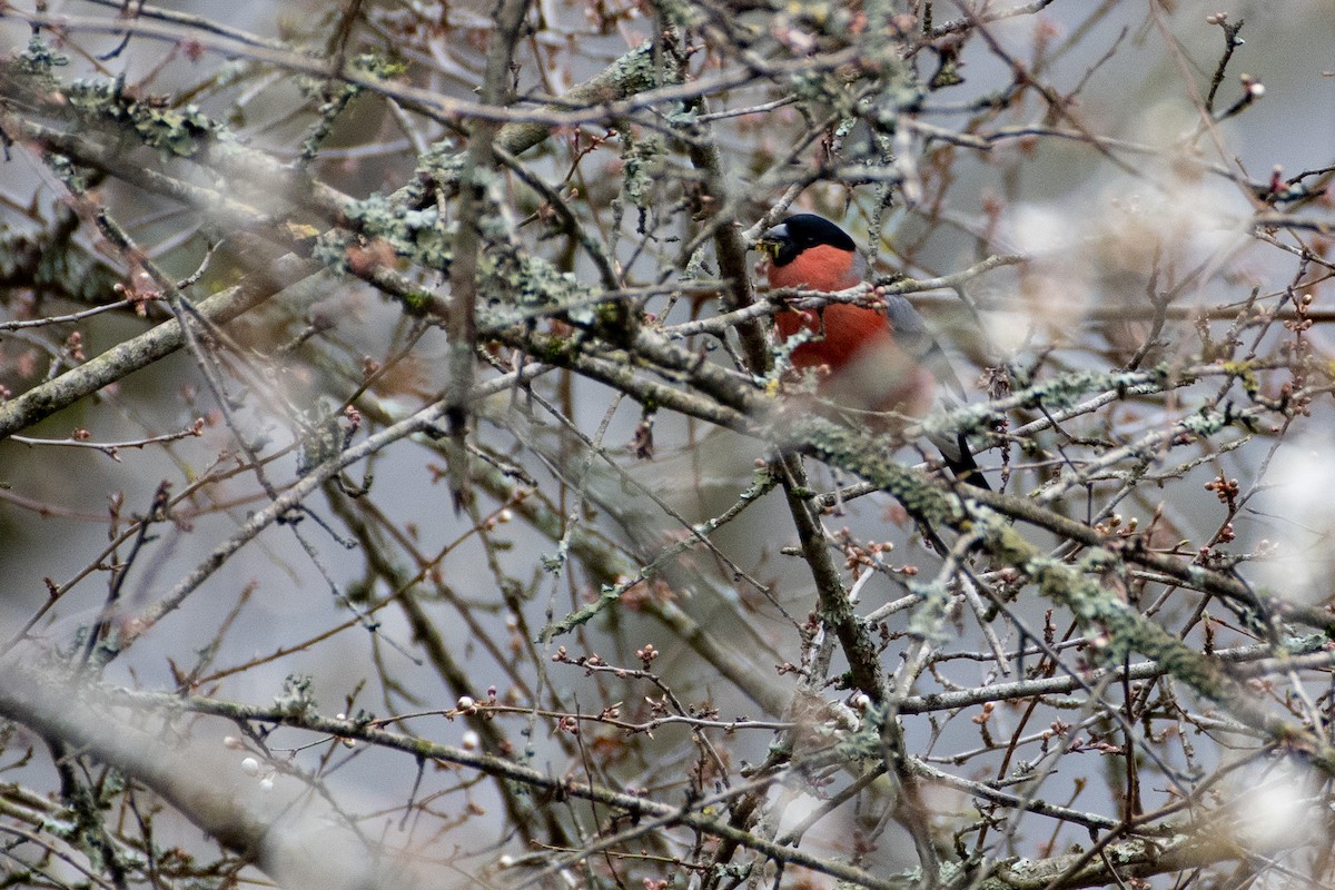 Eurasian Bullfinch - ML458801801