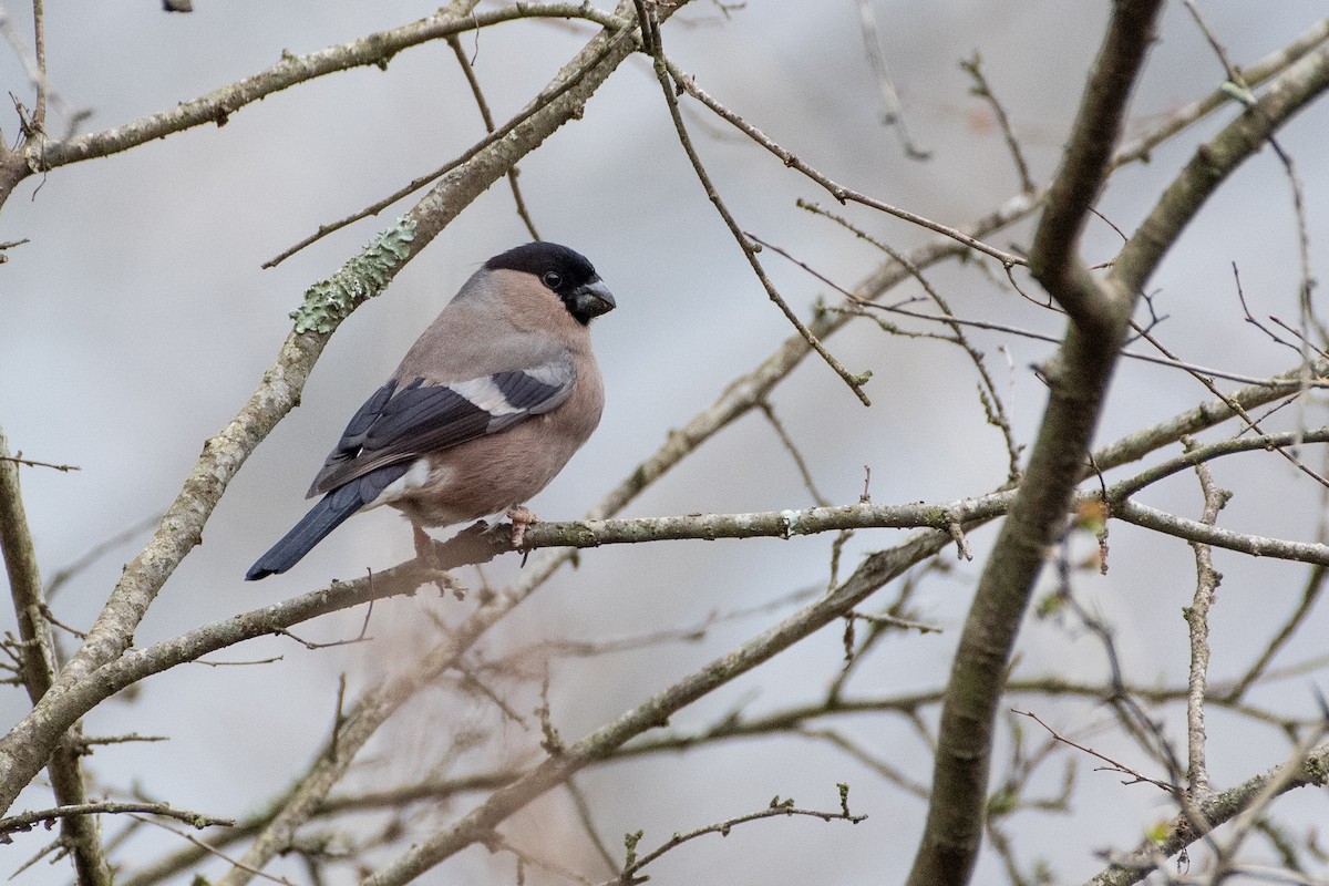 Eurasian Bullfinch - ML458801841