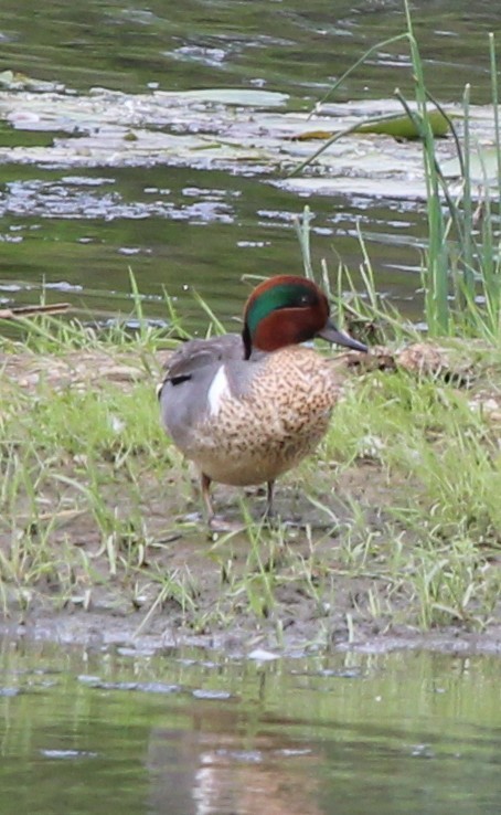 Green-winged Teal - ML458802351