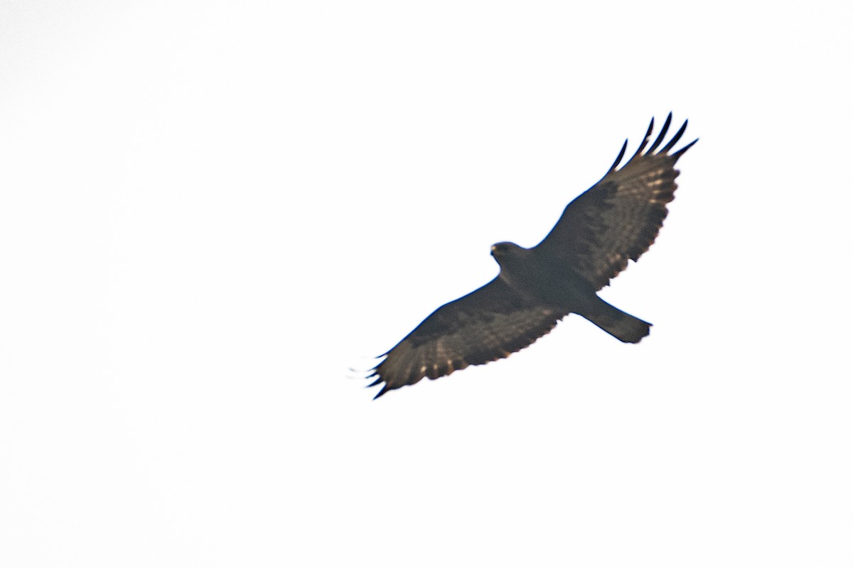 Common Buzzard - ML458803001