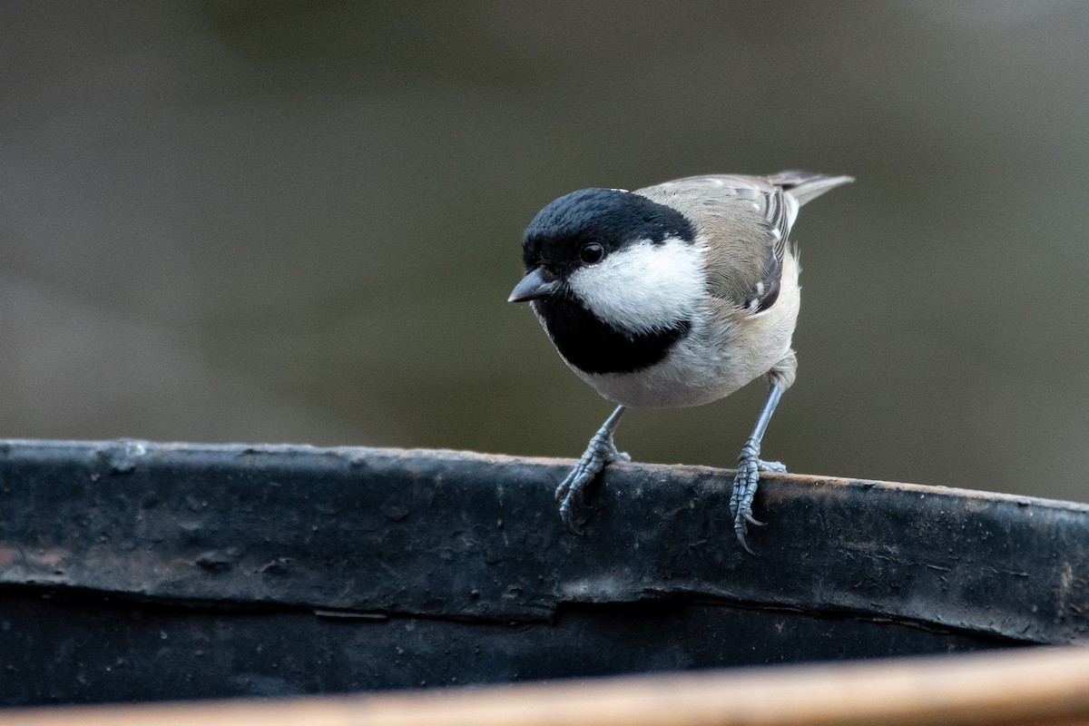 Coal Tit (Caucasus) - ML458803351