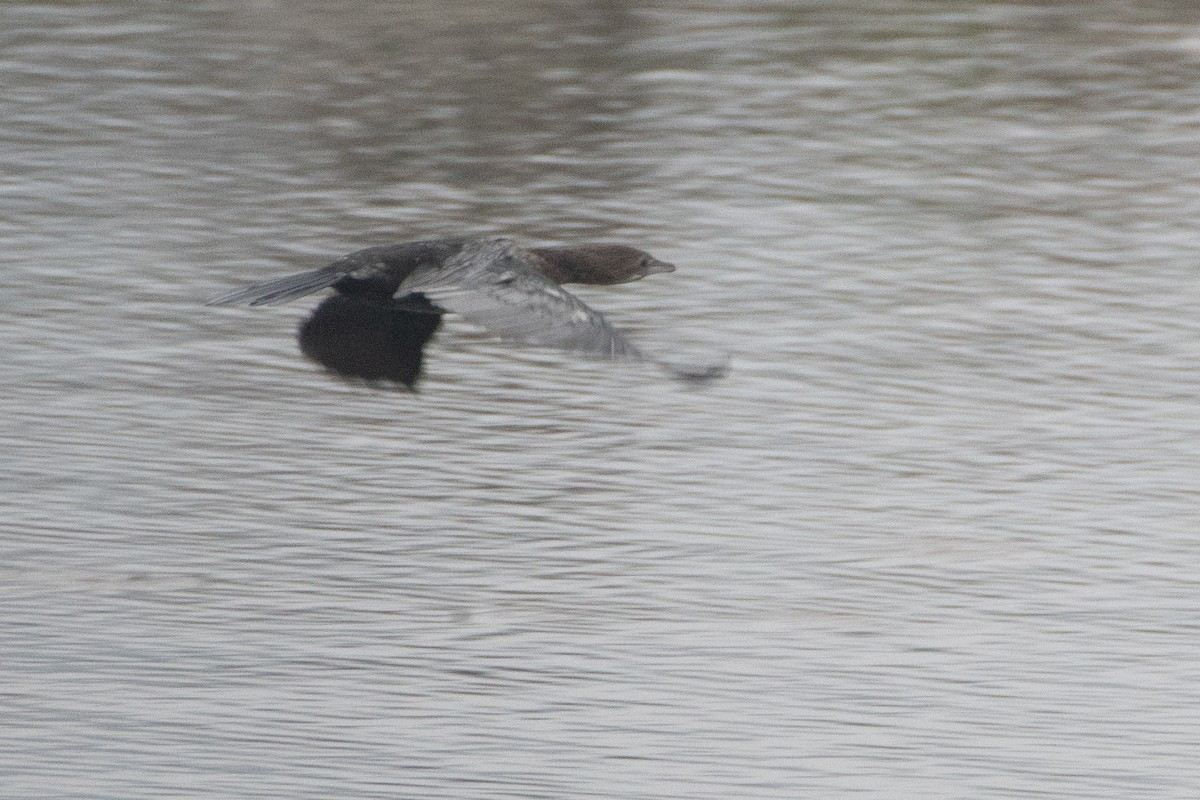 Pygmy Cormorant - ML458803861