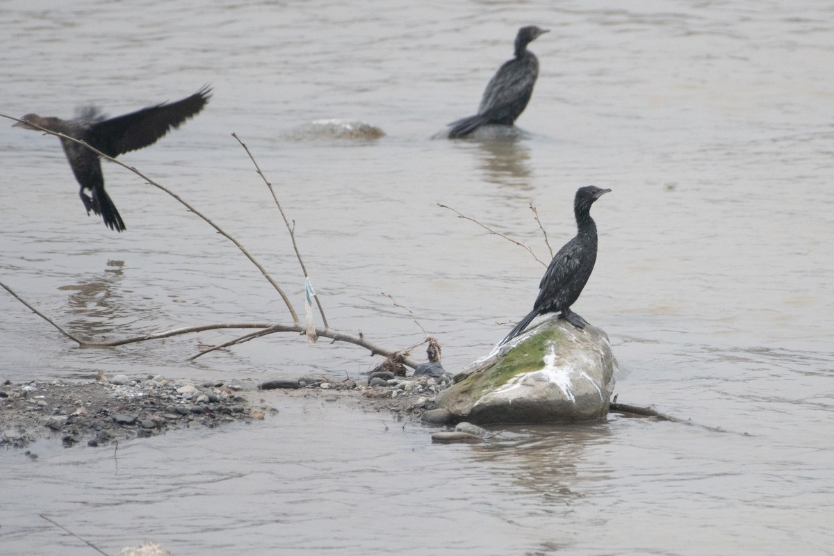 Pygmy Cormorant - ML458803891