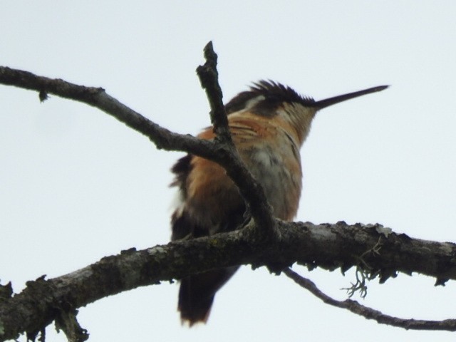 Colibri de Berlepsch - ML458803941