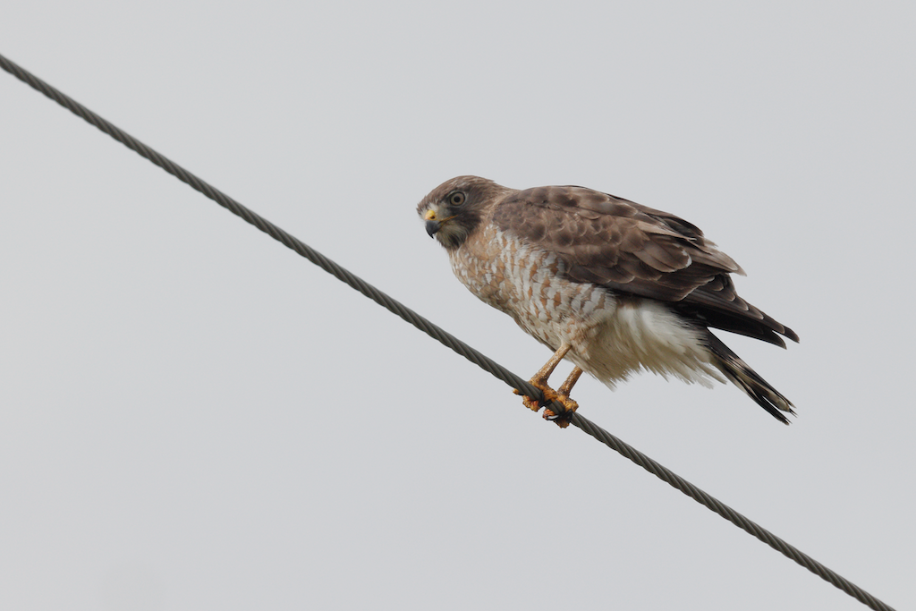 Broad-winged Hawk - ML458804171