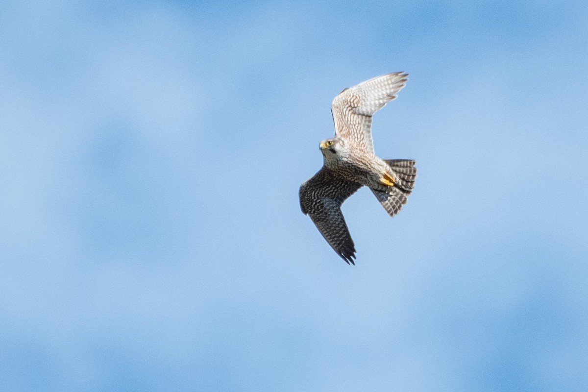 Peregrine Falcon - Grigory Evtukh