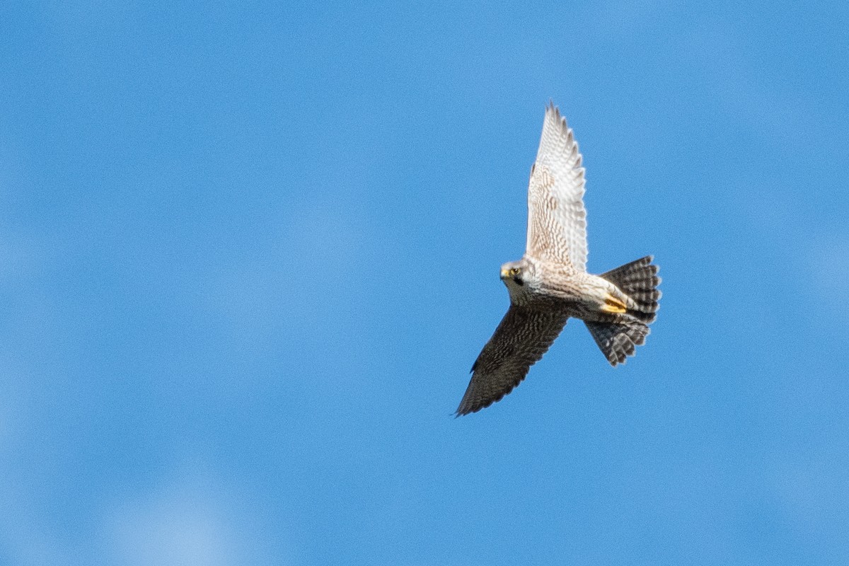 Peregrine Falcon - ML458804701