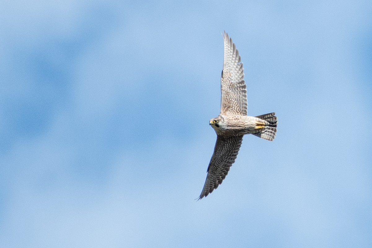 Peregrine Falcon - ML458804791