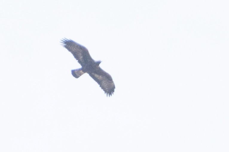 Golden Eagle - ML458805051