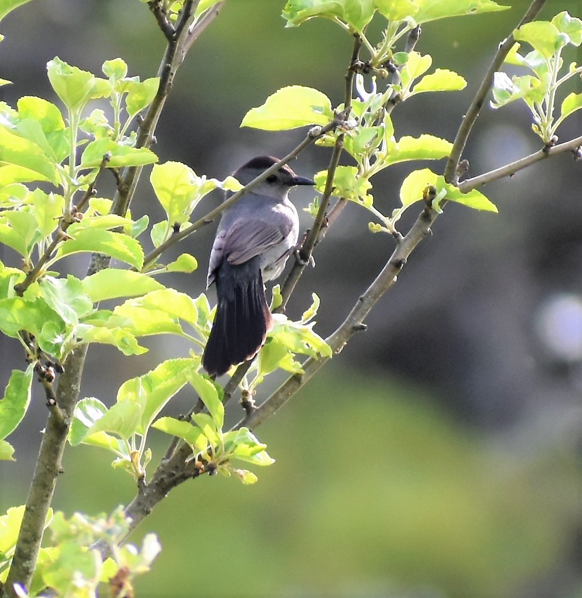 Gray Catbird - Steve Gilchrist