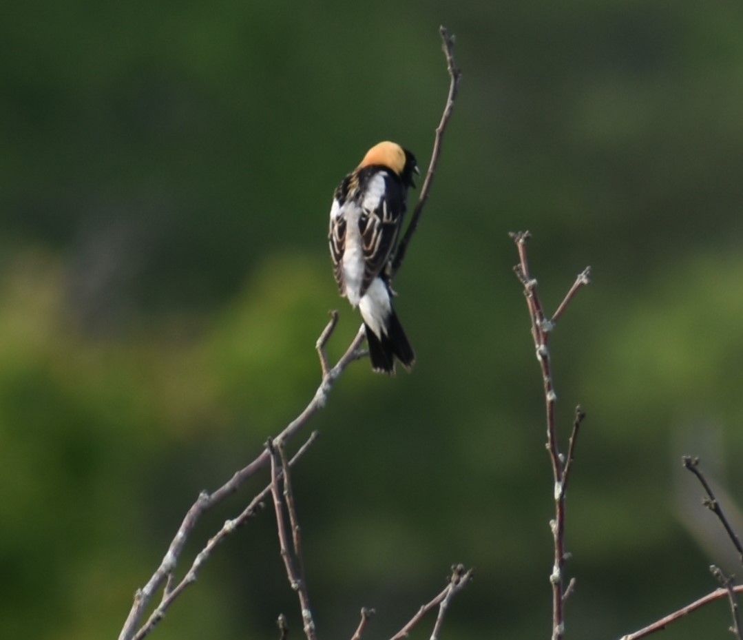 Bobolink - Steve Gilchrist