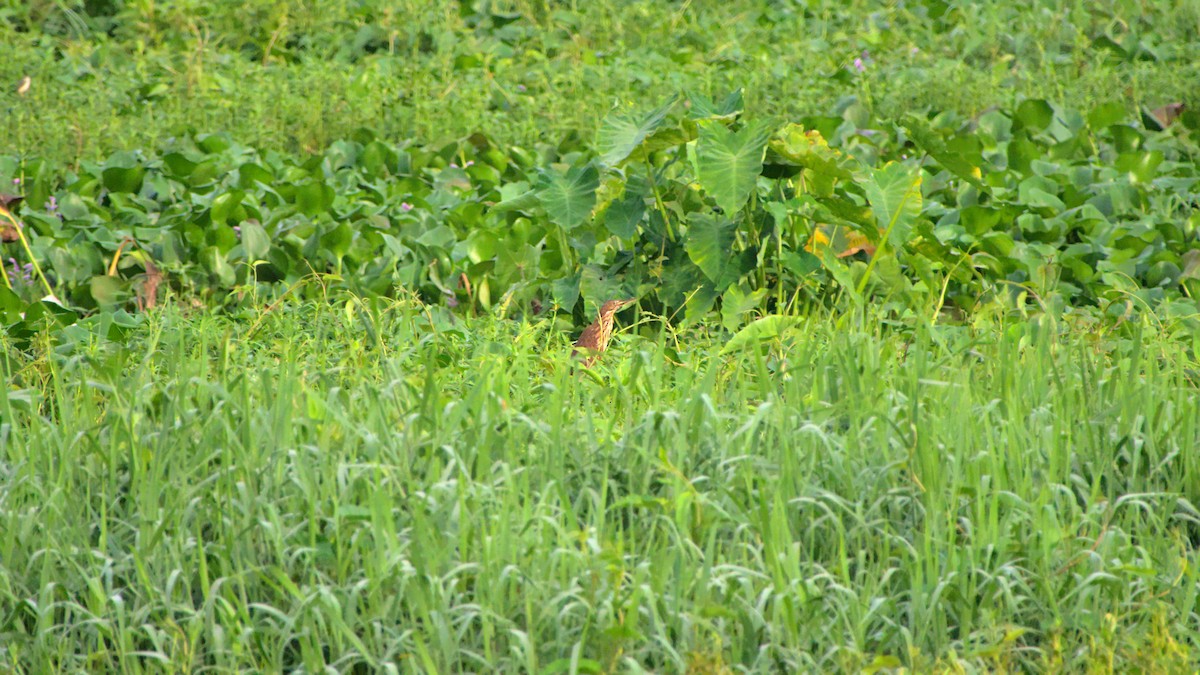 Cinnamon Bittern - ML458805481