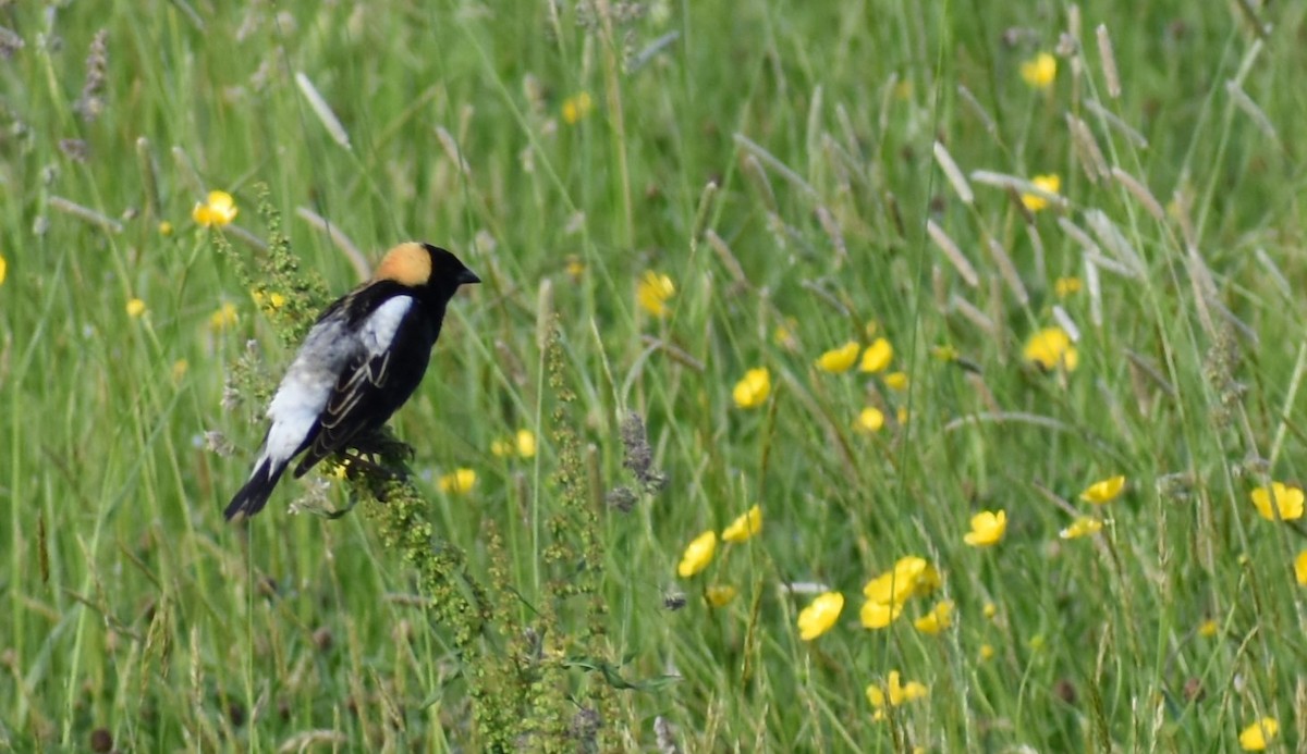 Bobolink - ML458805551