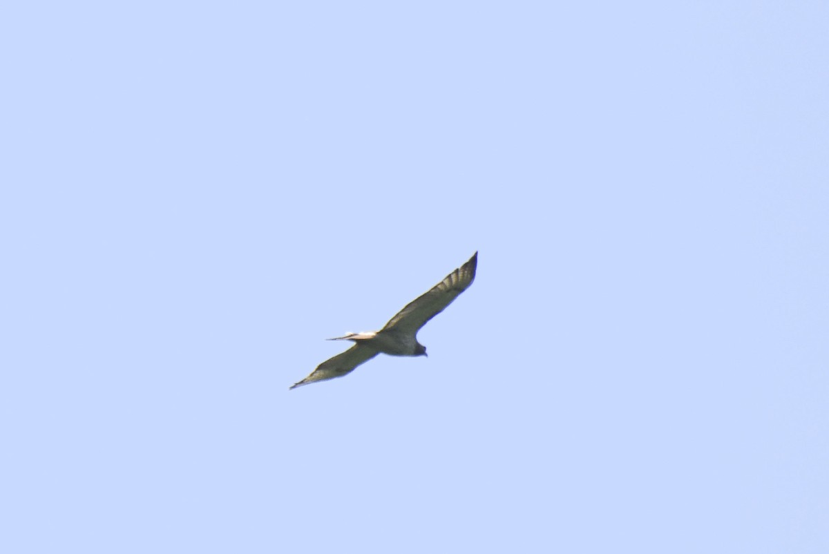 Red-tailed Hawk - ML458805951