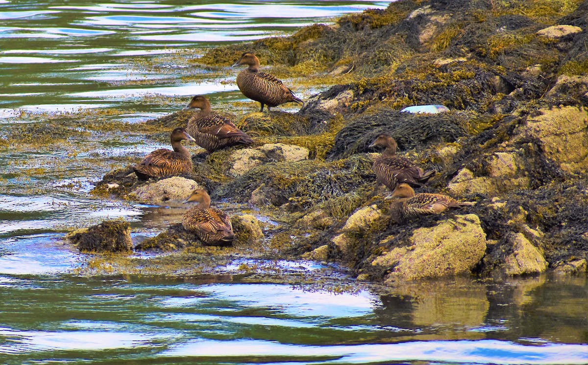 Common Eider - ML458806301