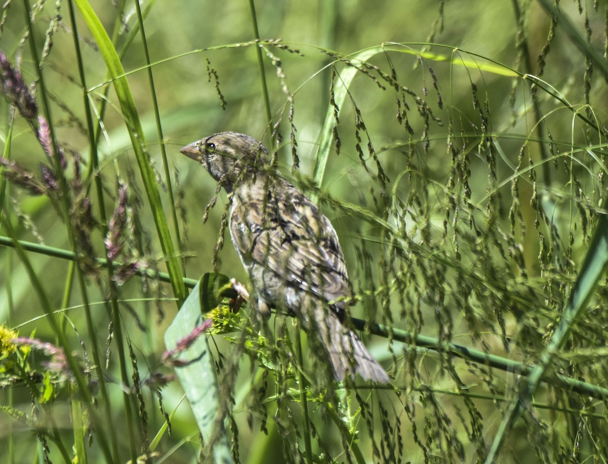 House Sparrow - ML458806661