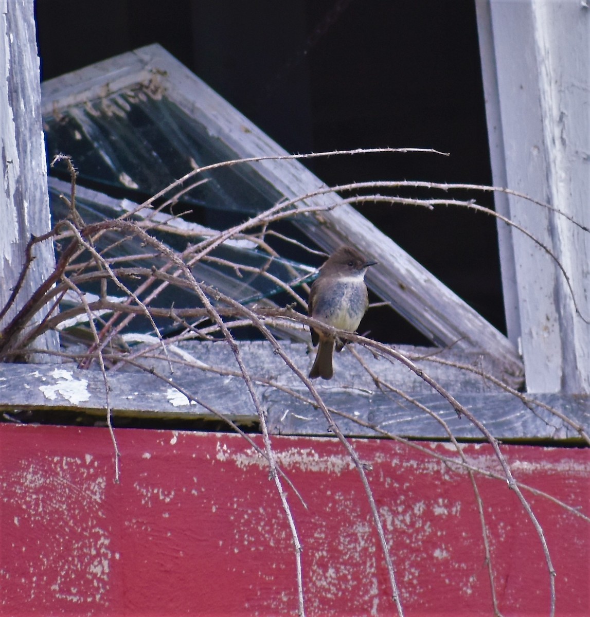 Eastern Phoebe - Steve Gilchrist