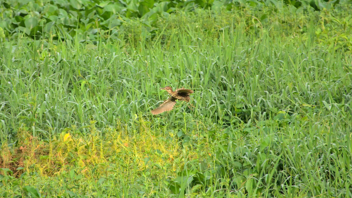 Cinnamon Bittern - ML458806961