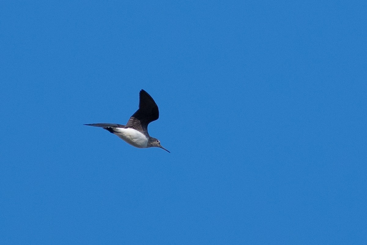 Green Sandpiper - ML458807131