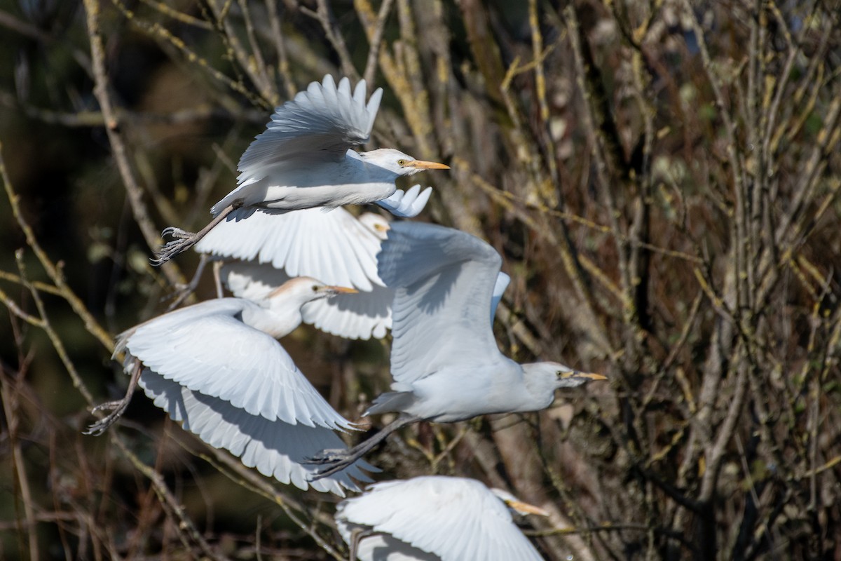 Western Cattle-Egret - Grigory Evtukh