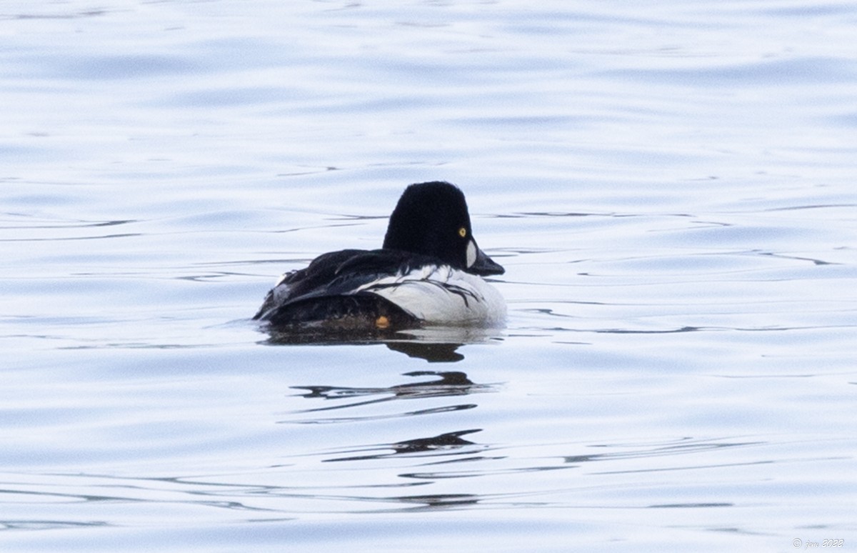 Common Goldeneye - ML458808131