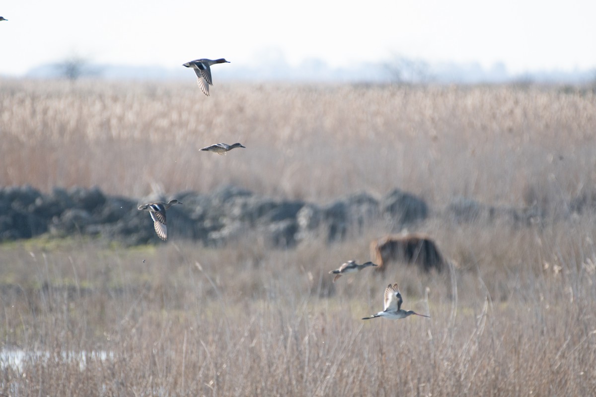 Green-winged Teal - ML458808431