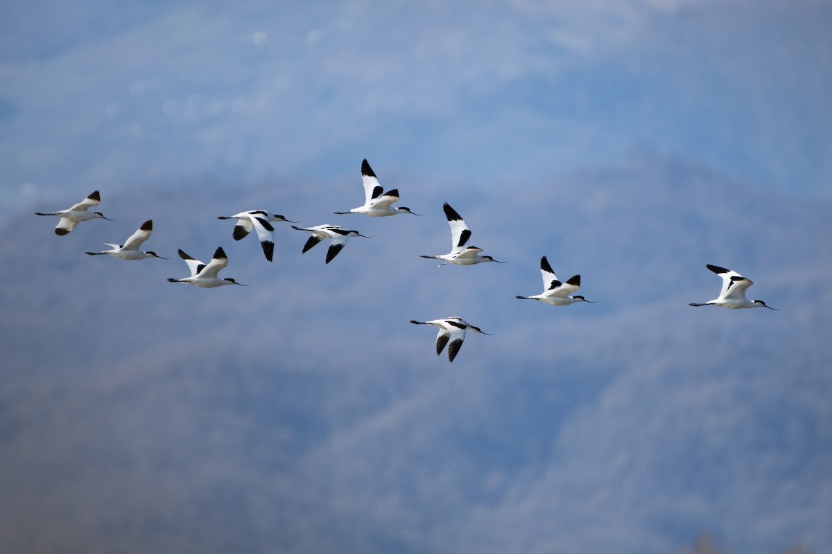 Pied Avocet - Grigory Evtukh