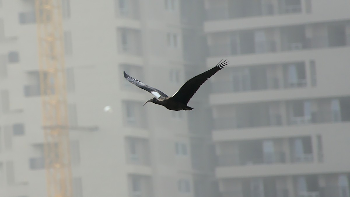 Red-naped Ibis - ML458808841