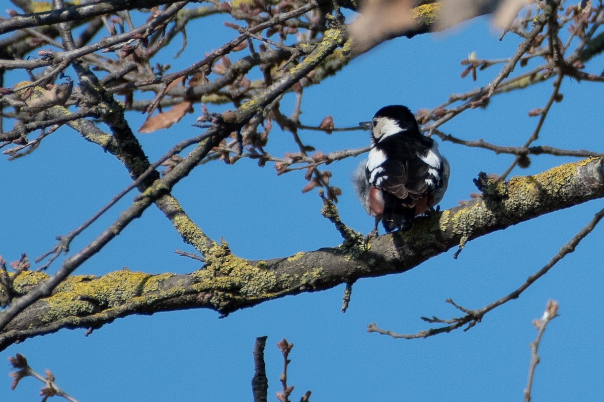 Syrian Woodpecker - ML458808911