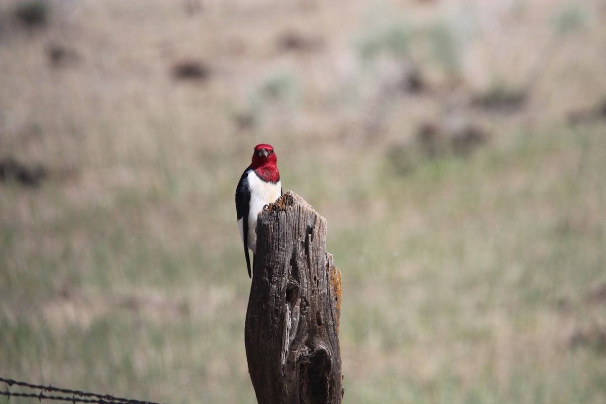Red-headed Woodpecker - ML458809921