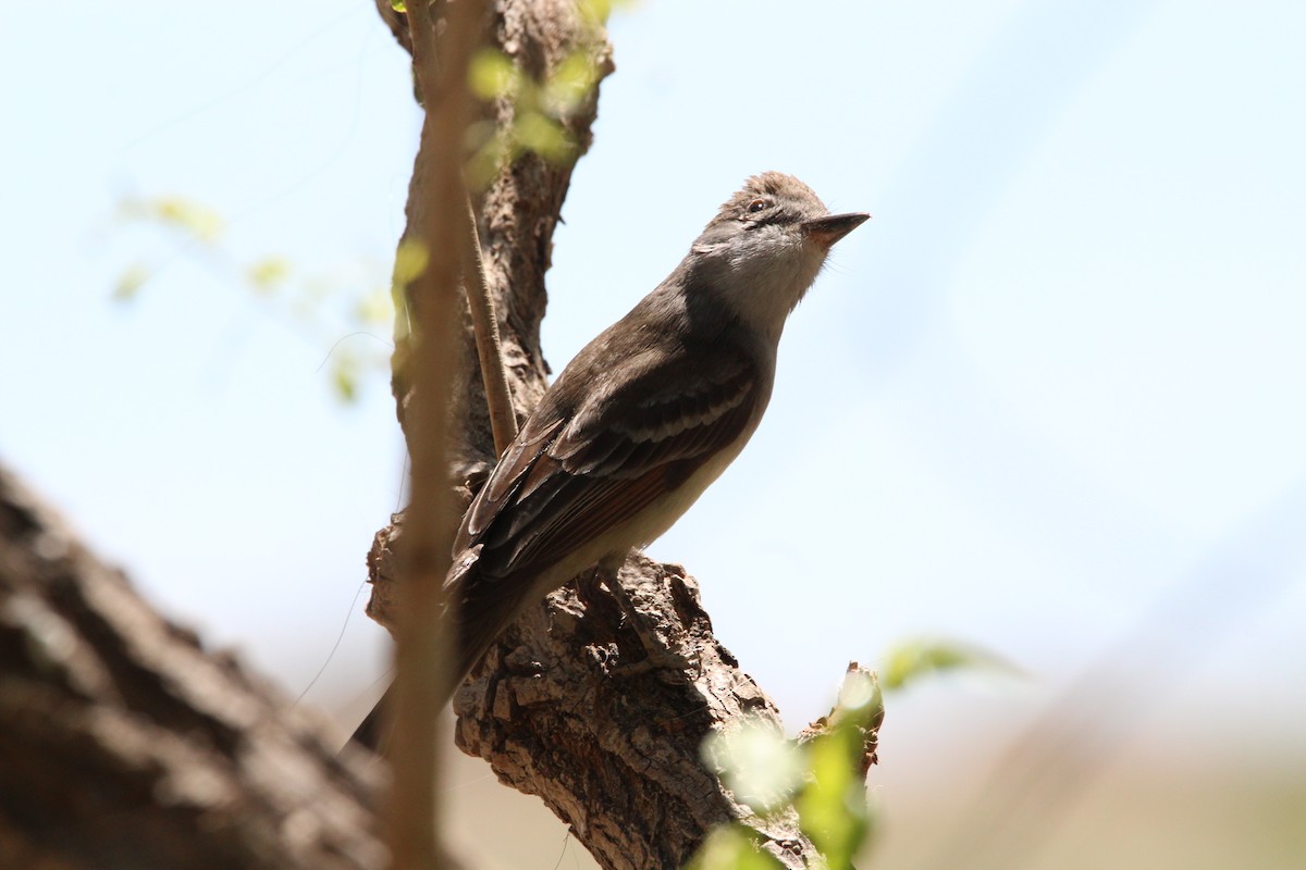 Ash-throated Flycatcher - ML458810631