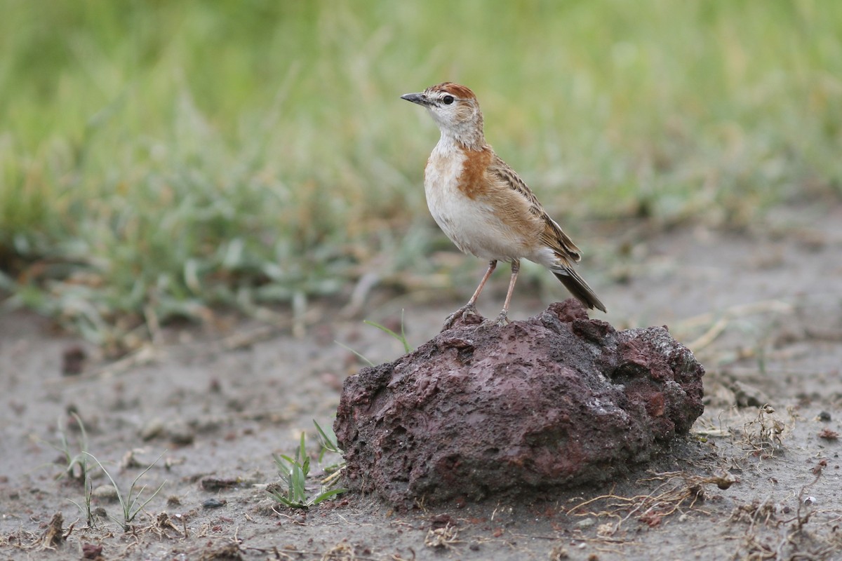 Red-capped Lark - ML45881101