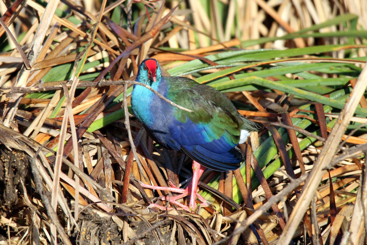 African Swamphen - ML458811181