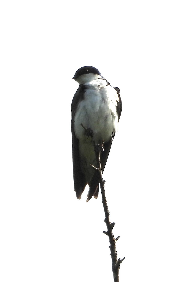 Golondrina Bicolor - ML458813451