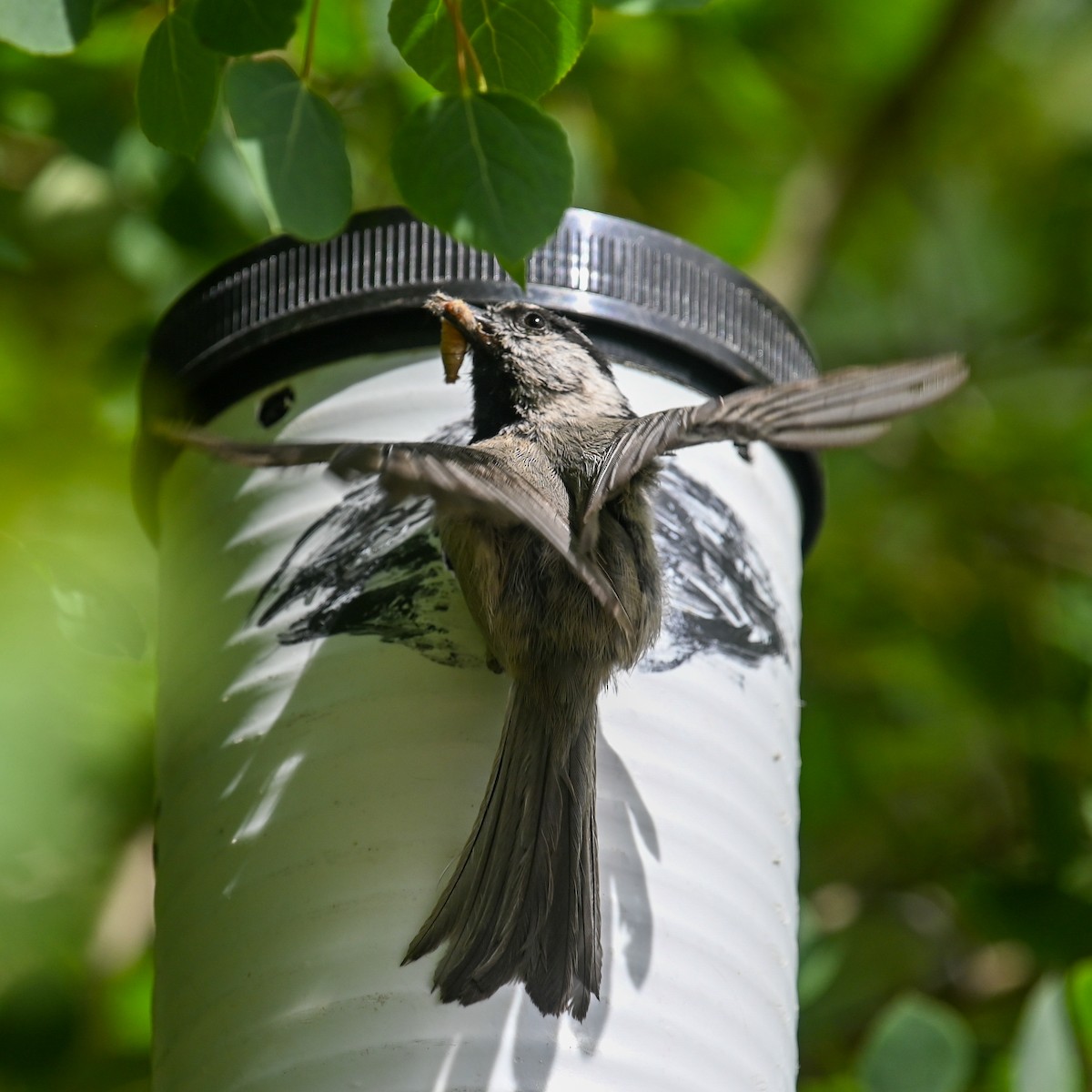 Mountain Chickadee - ML458814891